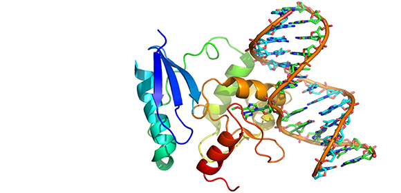 Nukleinsäure Biochemie