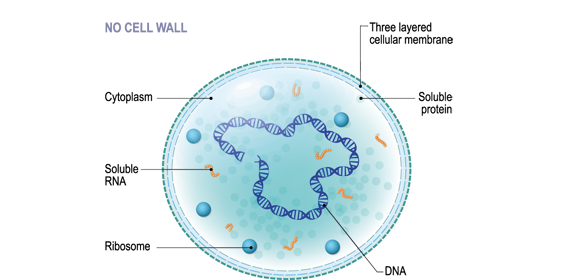 Micoplasma y Descontaminación