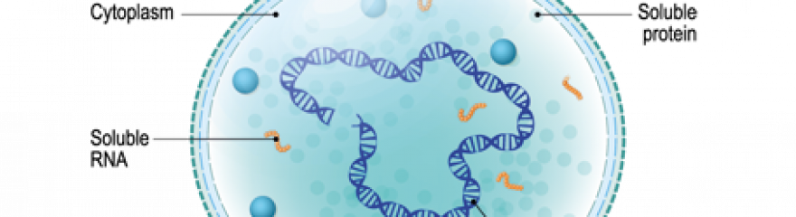 Mycoplasma & Decontamination