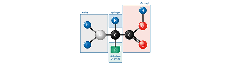 Amino acids brochure